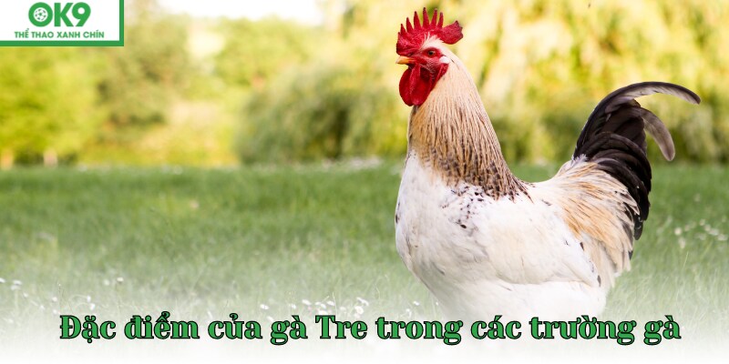 đá gà tre có kích thước nhỏ so với với các chiến kê khác trong trường gà